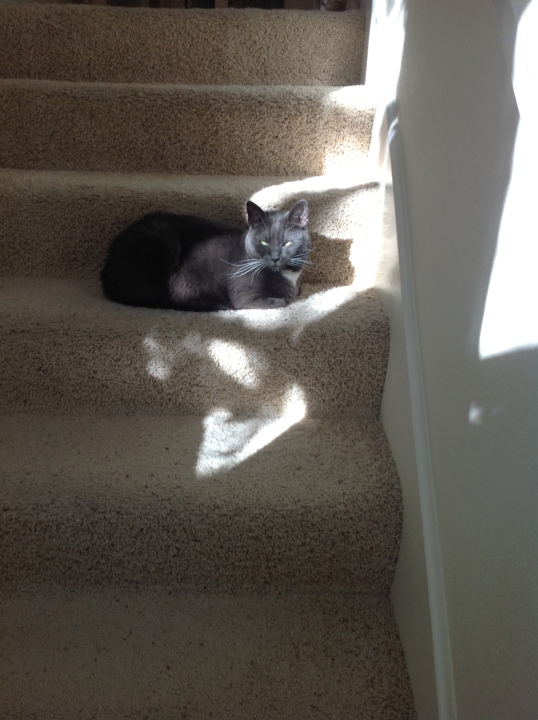search for sun puddle 3