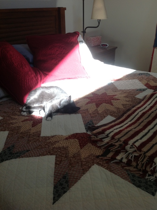search for sun puddle 5