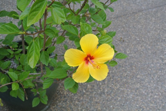 The first Hibiscus