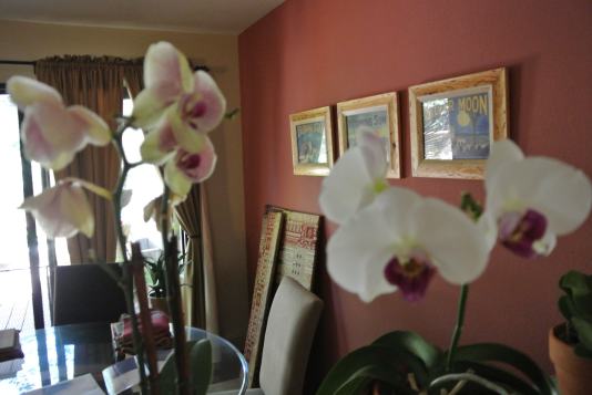 Orchids?? Nissy is gonna like this!