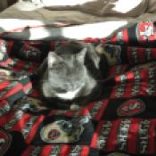 Sun puddles on my Niners blankie