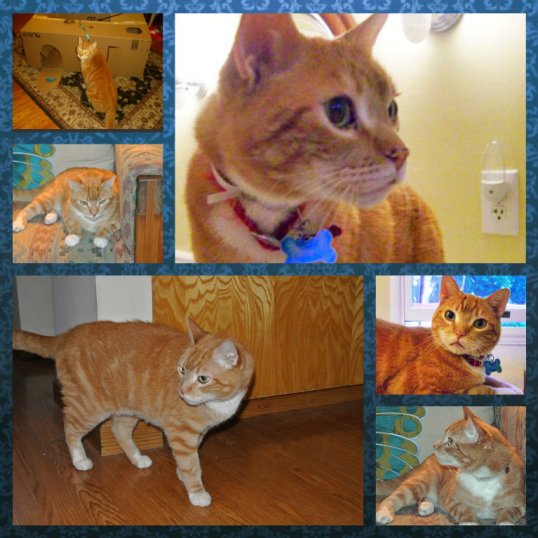 Tigger early photo collage