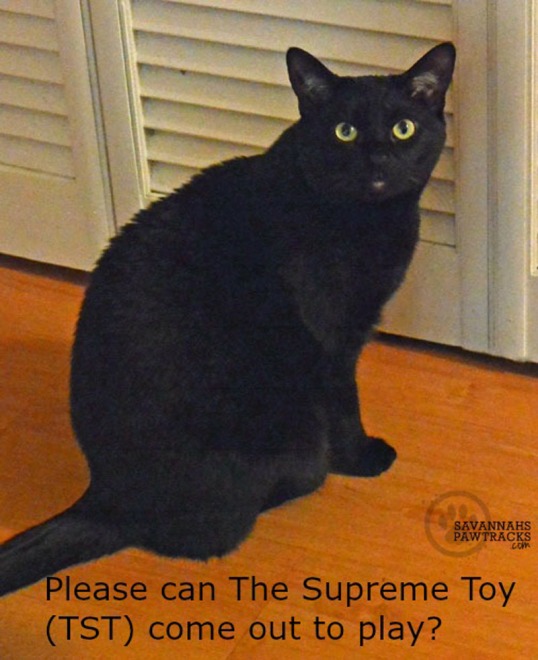 Can The Supreme Cat Toy come out to play?
