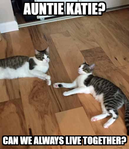 Friday Memes And Happy Tails Endings Savannah S Paw Tracks
